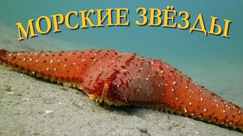 Морские звезды Познавательное видео Удивительный мир беспозвоночных