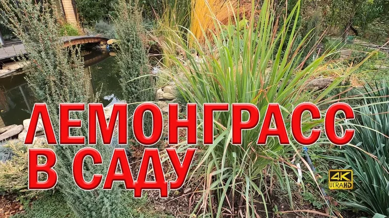 Лемонграсс и наш осенний сад. Лимонная трава, Цитронелла. Lemongrass