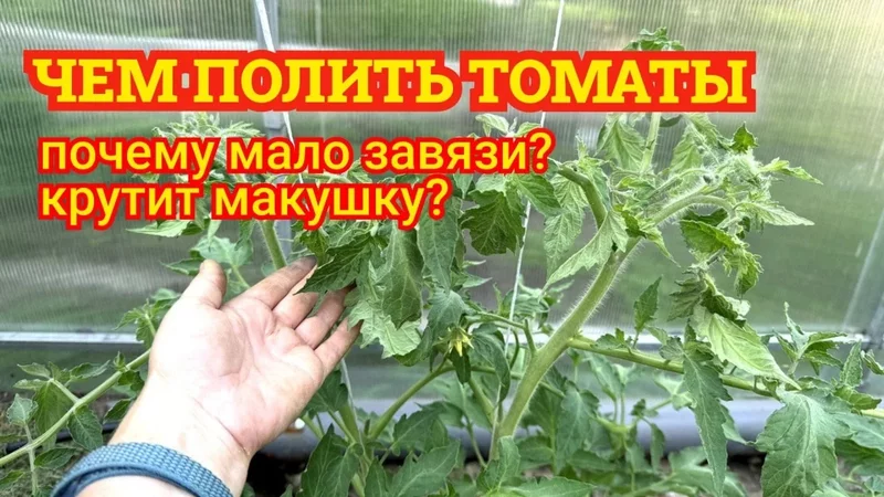 ТОМАТЫ Мало завязи, крутит макушку ЧЕМ ПОЛИТЬ. Практические советы