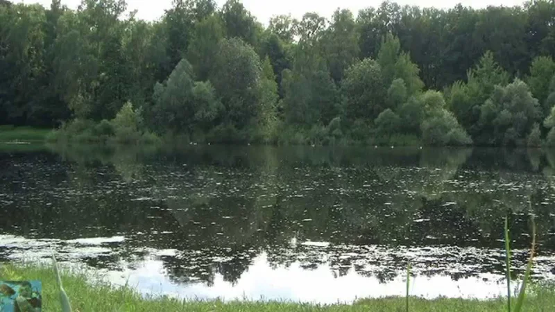 Звуки природы. Ольняный пруд. Лягушки