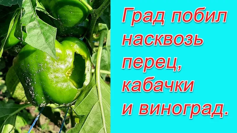 Помидоры, кабачки и виноград побило градом насквозь! Что осталось после града.