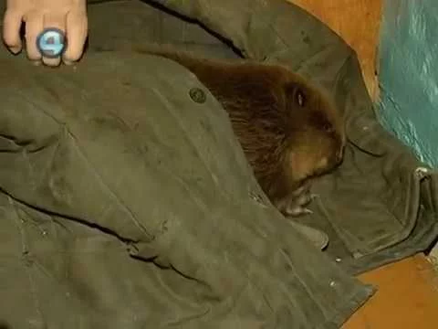 Жил-был в одной деревне бобр Семён