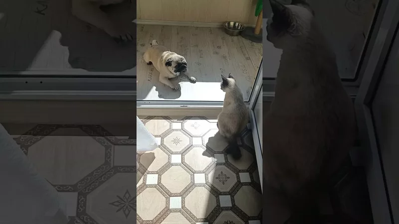 Кушайте, гости дорогие. Все равно выкидывать...