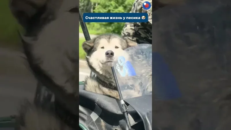 Команда мечты летит навстречу ветру 