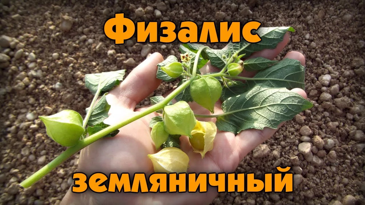 Физалис земляничный (Physalis peruviana)