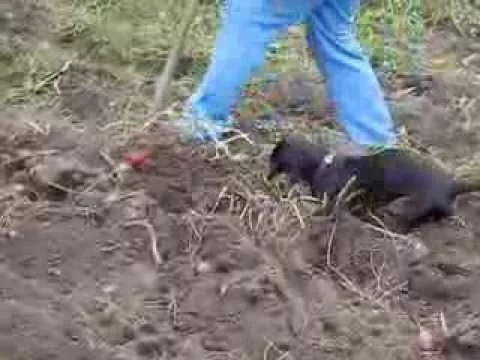 Эти забавные животные - 3083476
