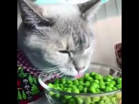 Кот ест малину