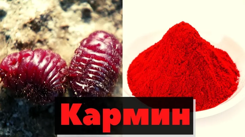 Кармин Как это сделано Carmin. Mexico