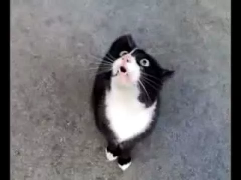 Забавный поющий кот