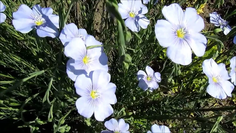 Лен многолетний