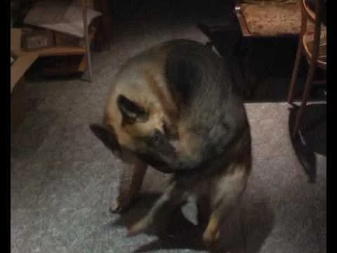 Собака намотала 61 оборот за своим хвостом