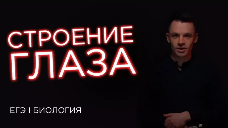 Строение глаза ЕГЭ Биология Даниил Дарвин