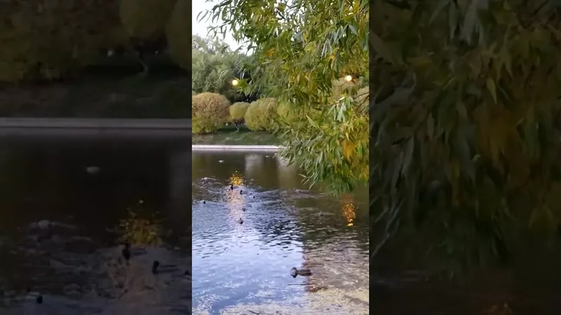 Яблоневый_сад_13.10.22 г.