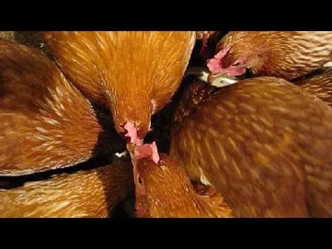 5 причин,  почему куры несушки не несутся в хозяйстве