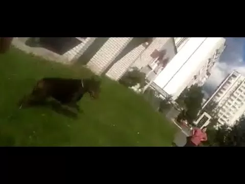 На школьницу набросилась бойцовская собака. Момент попал на видео