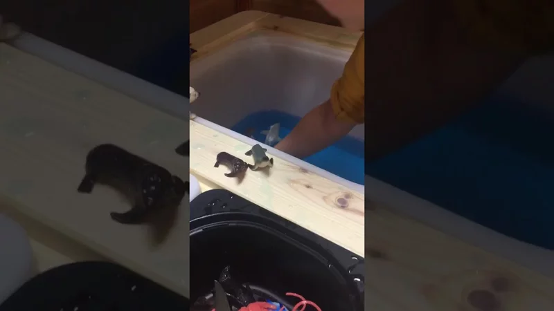 Игры с животными в воде