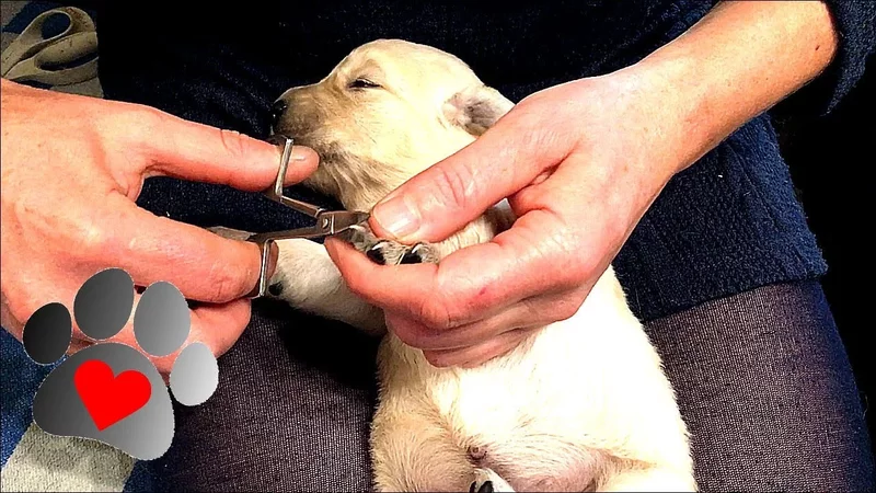 2 week old retriever puppies  A day at the Green Homestead