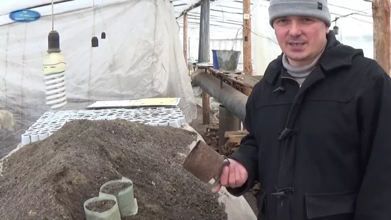 СТАКАНЧИКИ ДЛЯ РАССАДЫ "ДЕДОВСКИМ" СПОСОБОМ! ОБЯЗАТЕЛЬНО ПОПРОБУЙТЕ И ВАМ ПОНРАВИТСЯ!!!