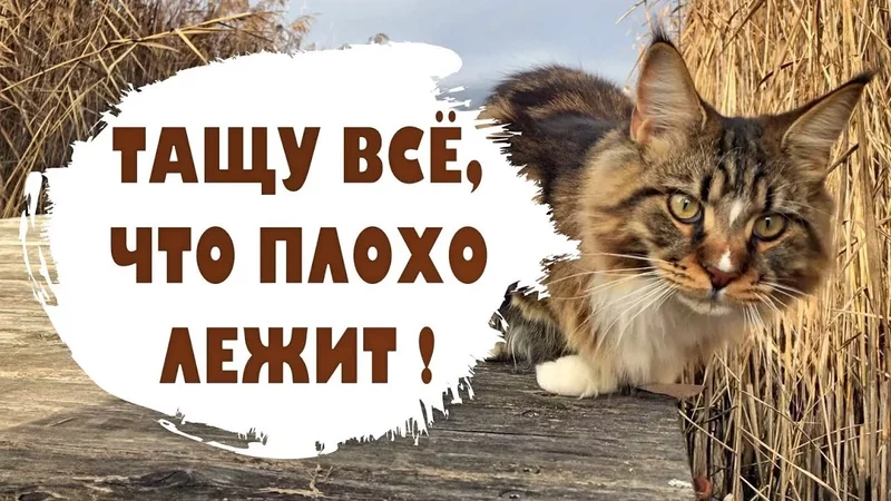 Тащу, что плохо лежит!! Котята мейн куны - 35