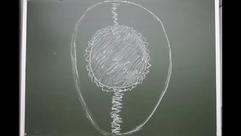 Почему храним куриное яйцо острым концом вниз.