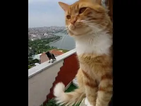 Кто сказал "Мяу"? - 3342319