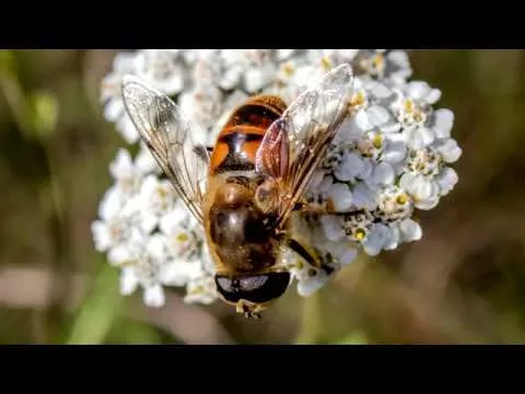 Ильница цепкая, или пчеловидка обыкновенная. Eristalis tenax. Насекомые Беларуси.
