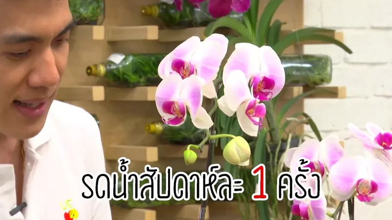 EP 06 การดแลกลวยไมฟาแลนนอปซส
