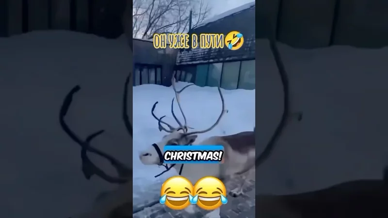 #рекомендации #юмор #funny #funnyvideo #мем #рождество #deer #funnyshorts #funnycomedy #олень