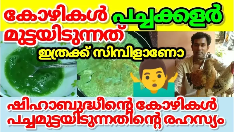 Green Yolk Eggs In Kerala  പചചമടടയടനന അതഭത കഴകൾ  കഴമടട പചച കളർ ആകനനതനറ രഹസയ