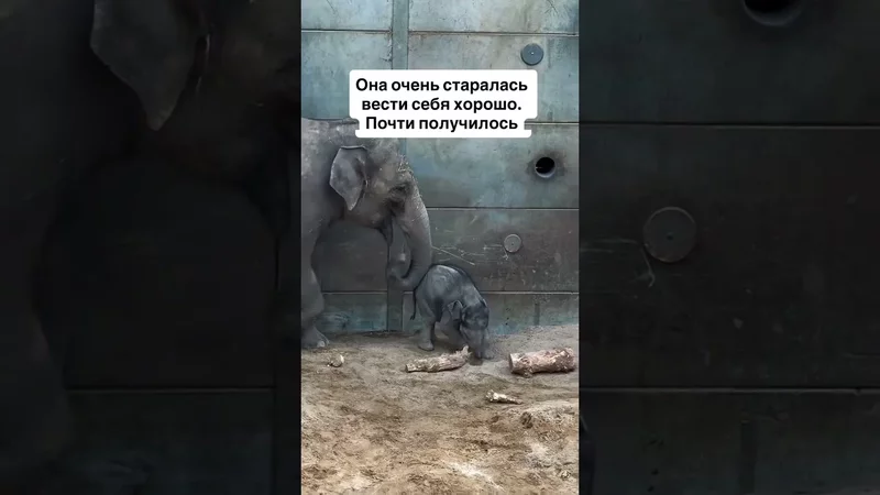 Зайя пытается вести себя хорошо. Честно пытается. Но любопытство всегда побеждает…
