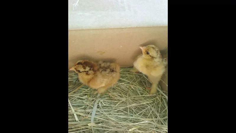 Из одного яйца вылупилось 2 цыпленка!