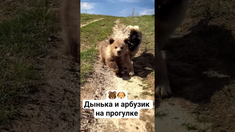 Дынька и Арзубик на прогулке  Парк Львов «Земля прайда»