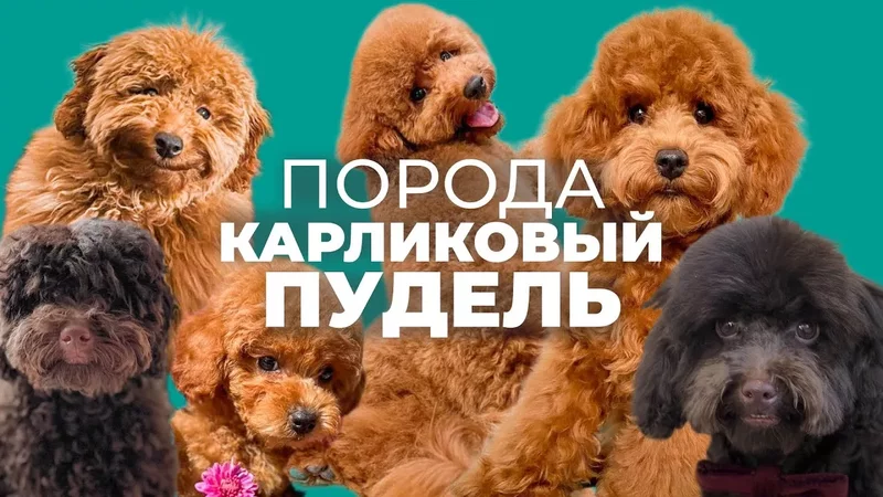 Карликовый пудель: правда о породе. Плюсы, минусы, груминг и стоит ли заводить пуделя?