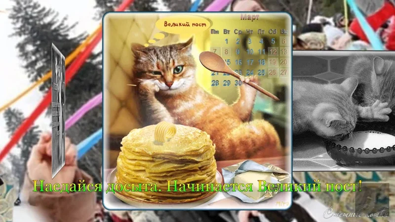 Видео поздравление от смешных кошек с масленицей, Это - Масленица, Чудо - Масленица
