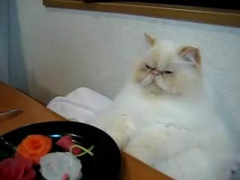 Важный японский кот