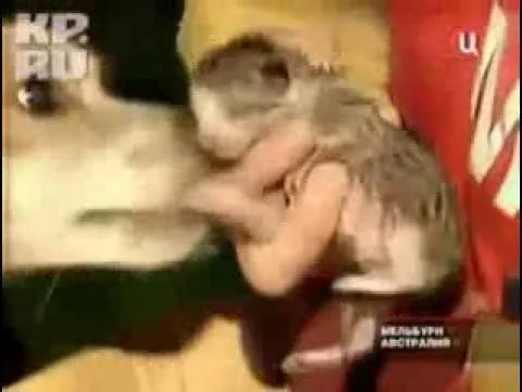 Собака спасла котят из огня