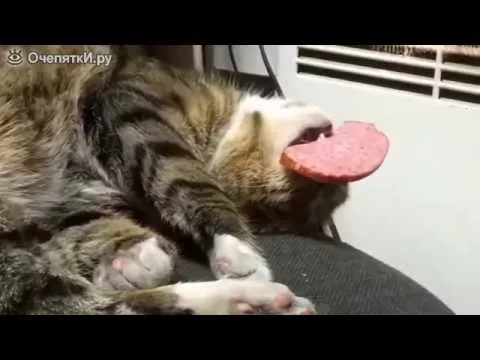 Кот уснул с колбасой в пасти