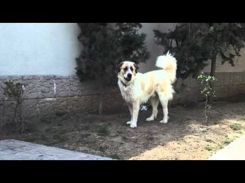 Алабай некупированный. 3 года. Казахский тобет