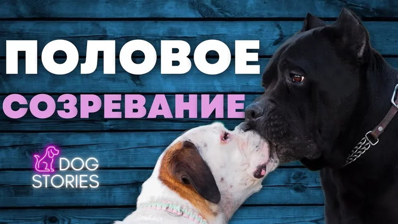 Половое созревание у собак? Поможет ли кастрация и стерилизация исправить поведение