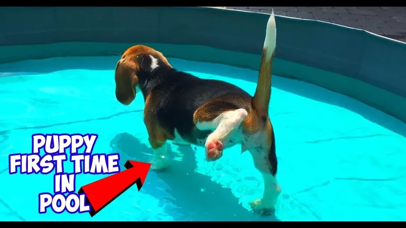 Beagle Puppy Feels Water for The First Time! Cute Beagle Puppy Marie