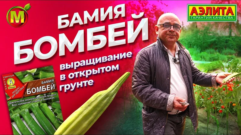 БАМИЯ: редкое овощное растение. Выращивание в открытом грунте.