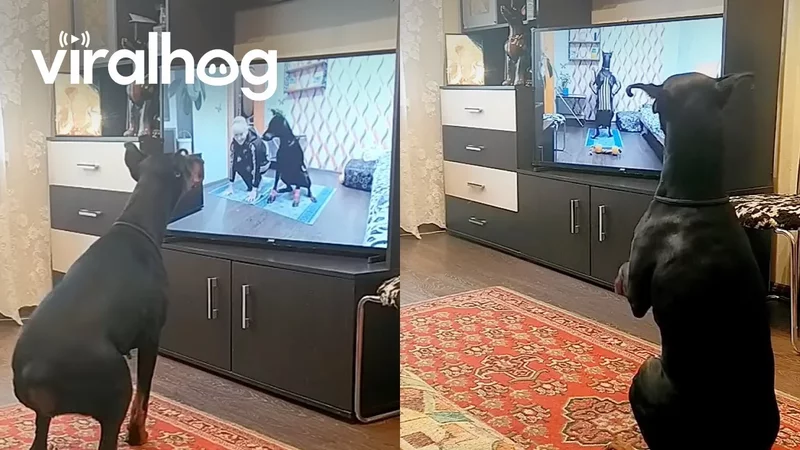 Adorable Dog Does its Own Exercise Routine  ViralHog