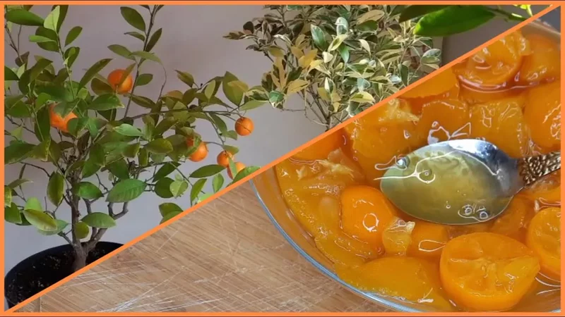 Каламондин. Мои растения, отзывы, дегустация.