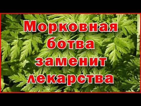 Морковная ботва заменит лекарства - Carrot tops will replace drugs