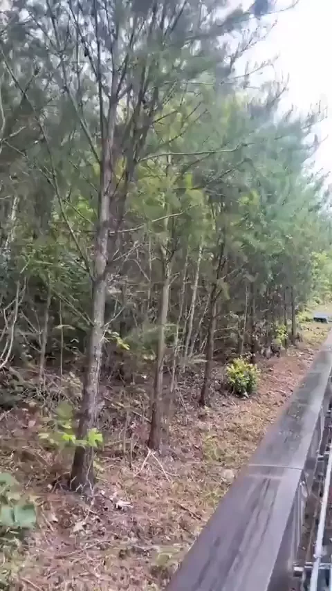 rdt
