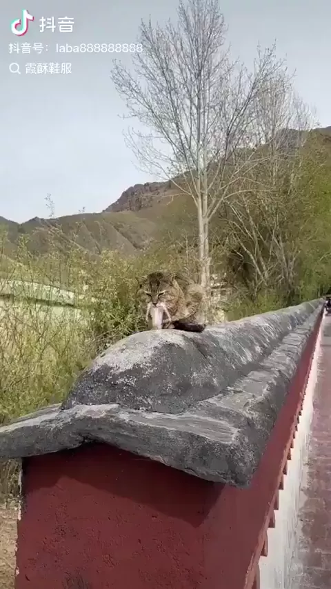 rdt