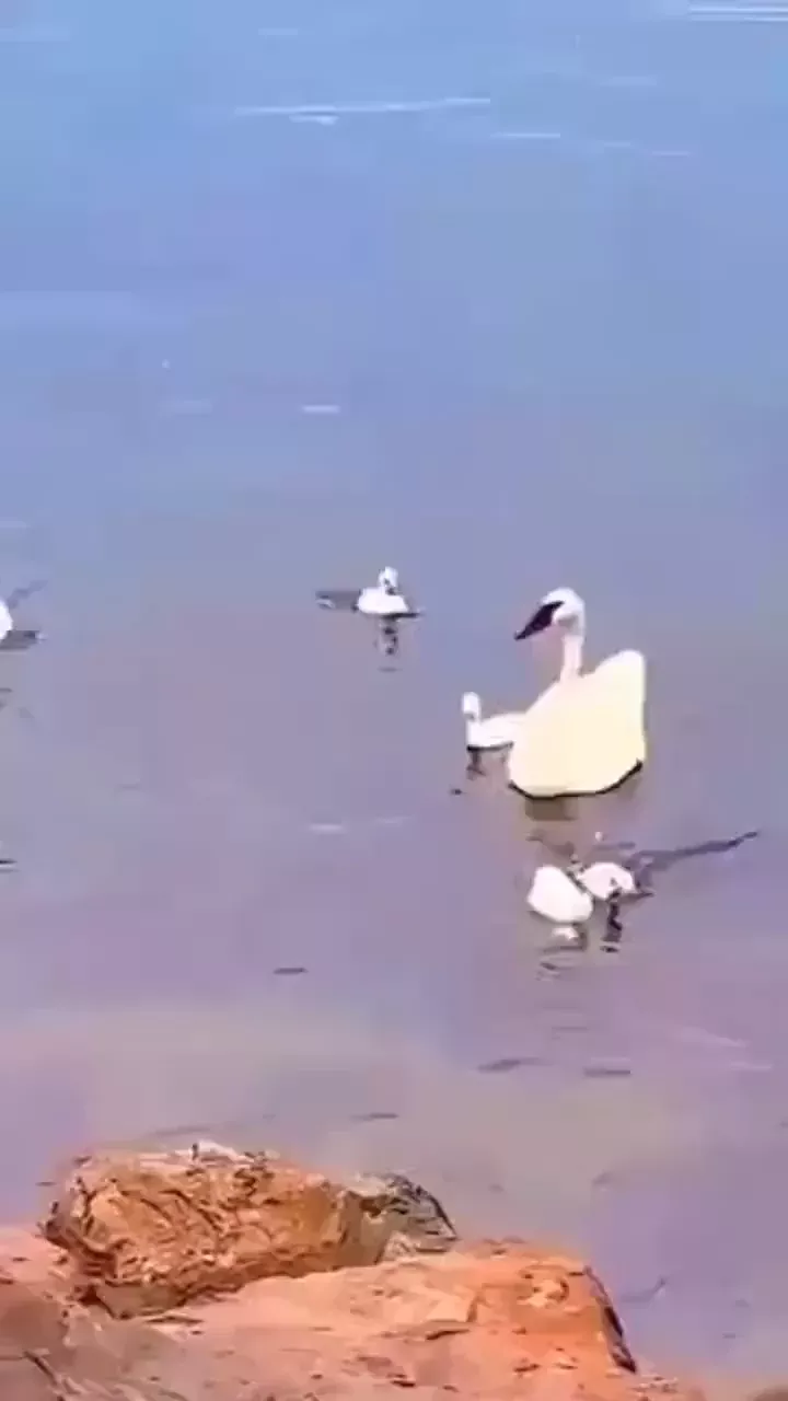 rdt