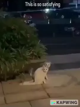 rdt