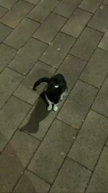 rdt