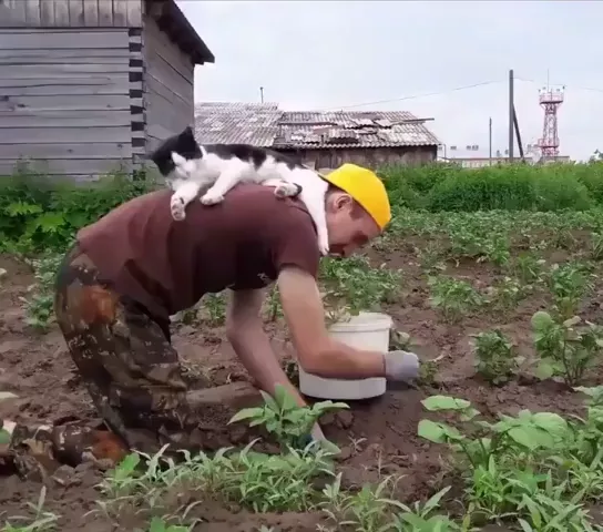 rdt